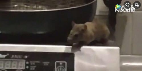 最新爆料老鼠视频,最新老鼠视频曝光,触目惊心现场直击 第2张 最新爆料老鼠视频,最新老鼠视频曝光,触目惊心现场直击 第2张